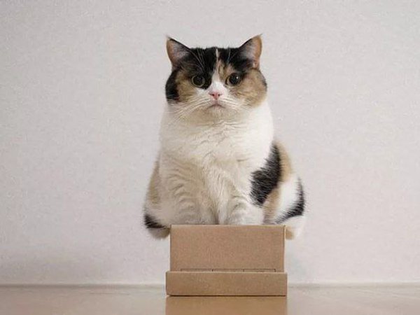 Нет такой коробки, в которую не поместился бы кот - 6
