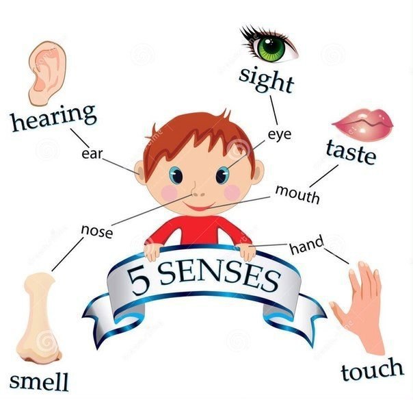   ,  .  - Senses  - taste - sight  - smell ...