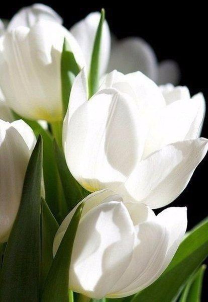 « Я просто нить, связывающая букет. Не я придумал цветы, их форму, цвет и запах. Моя единственная ...