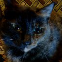  , -, 68  -  16  2016    