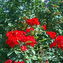 ���� �����, ������ - ��������� 25 ������� 2017 � ������ ���� ������