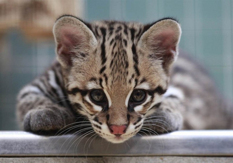 ������� �������.