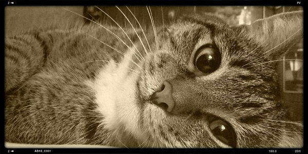 #Безкота_добро.Нашла этого красавца 10 лет назад в подъезде, совсем малышом.Не смогла пройти ...
