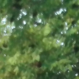 �������, �����������