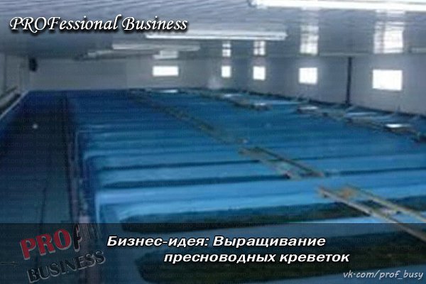 Бизнес-план: Выращивание пресноводных креветок.Стартовый капитал – 1600 тыс.руб.Прибыль в месяц – ... - 4
