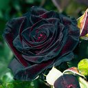 ���� *** ����***, ��������, 52 ���� - ��������� 15 �������� 2016 � ������ ���� ����������
