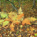 ���� �������, ��������, 47 ��� - ��������� 2 ������� 2016 � ������ ���� ����������