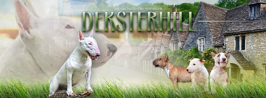 Dog Design by A. Temnova - https://fotostrana.ru/away?to=/sl/n1F:  50%    ... - 2