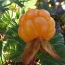 ���� ������, ��������� - ��������� 21 ������� 2016 � ������ ���� ����������