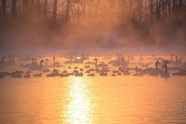     .     35.    ,  ... - 4