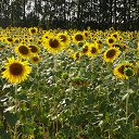 ���� ����, ������������, 55 ��� - ��������� 10 ������ 2017