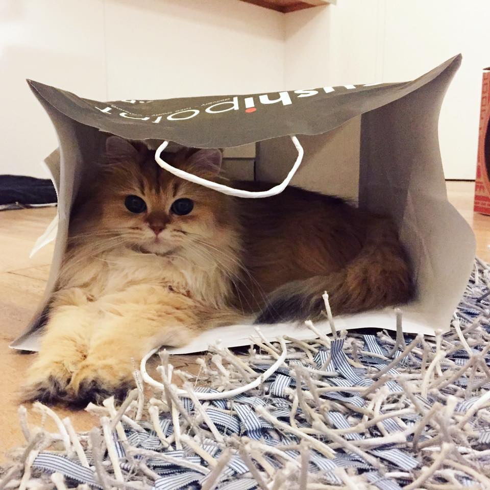 Smoothie the Cat Fan's - 30  2016  12:07