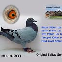 ���� �������, �����-��������� - ��������� 31 ������ 2017 � ������ ������ ��������