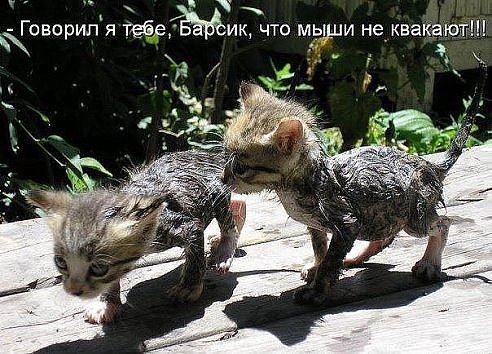 ,       .  , ,  .  ,  . ... - 3