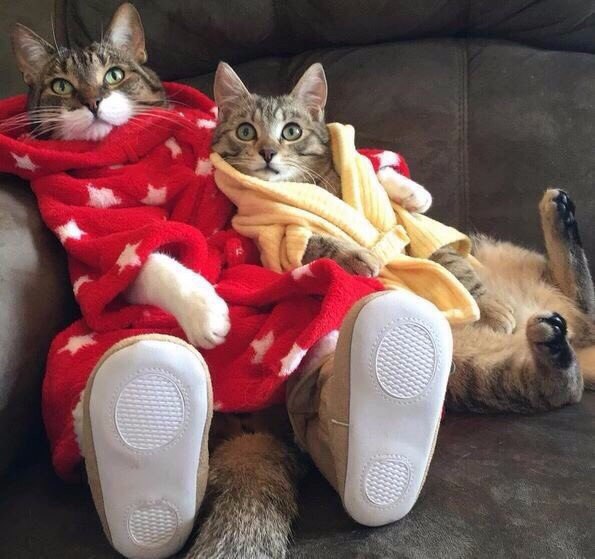 Осень время согревать друг друга и есть вкусняшки