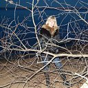 ���� ������, �����-��������� - ��������� 30 ������� 2016 � ������ ���� ����������