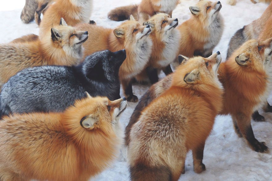   Zao Kitsune Mura  