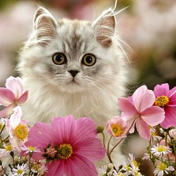 �����, ������, 37 ���