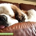  , -, 62  -  10  2017    