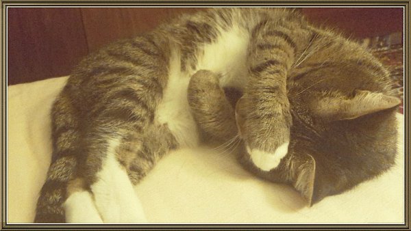 #Безкота_добро.Нашла этого красавца 10 лет назад в подъезде, совсем малышом.Не смогла пройти ... - 2