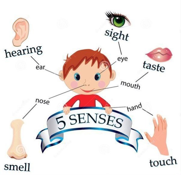   ,  .  - Senses  - taste - sight  - smell ...