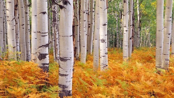 Лечебные рецепты с березой. 1. Настой листьев березы. 2 ст. ложки настаивают в 400 мл охлажденной до ...