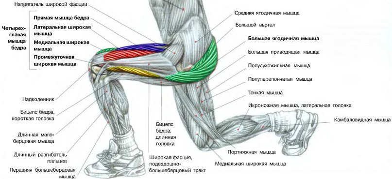 Выпады со штангой. Техника. В бодибилдинге выпады со штангой рассматриваются как вспомогательное ...