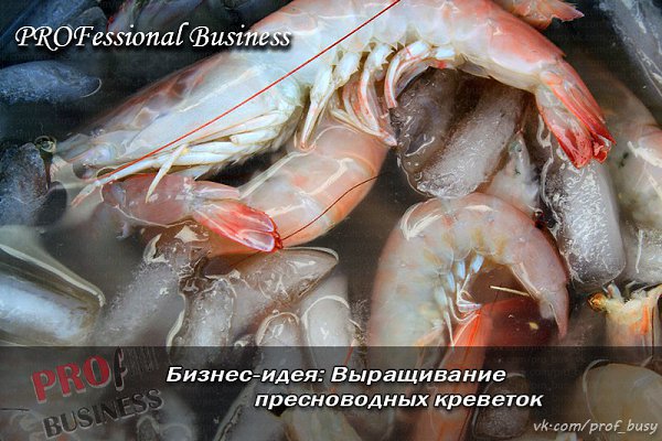Бизнес-план: Выращивание пресноводных креветок.Стартовый капитал – 1600 тыс.руб.Прибыль в месяц – ...