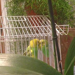 Annette, ���������, 106 ���
