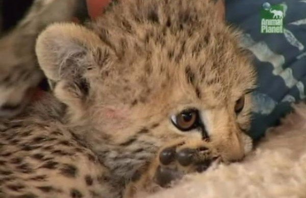 Гепарды: Быстрый путь на волю.(Cheetahs, Fast Track to Freedom)Замечательный фильм BBC из цикла ... - 3
