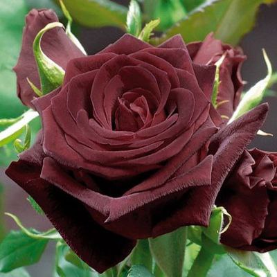  ! - 16  2016  01:11 - 4