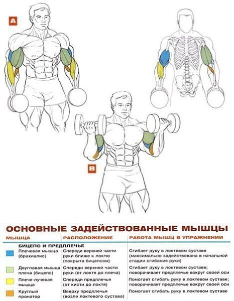 УПРАЖНЕНИЯ НА РАЗВИТИЕ МЫШЦ БИЦЕПСА И ПРЕДПЛЕЧЬЯ: 1. Подъём штанги на бицепс стоя 2. Подъём гантелей ... - 9