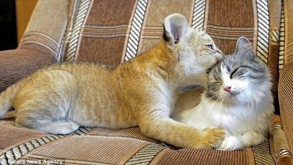 Кошка стала кормящей матерью для лигра.На этих фотографиях изображен маленький лигр, играющий со ... - 10