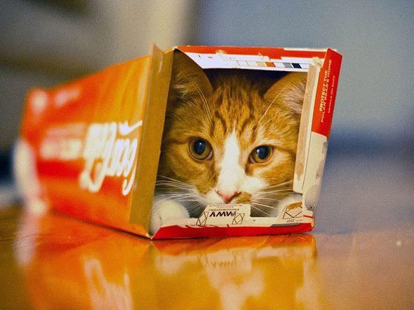 Нет такой коробки, в которую не поместился бы кот - 7