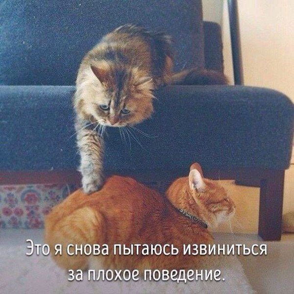 Животные, которые ведут себя совсем как я....))) - 6