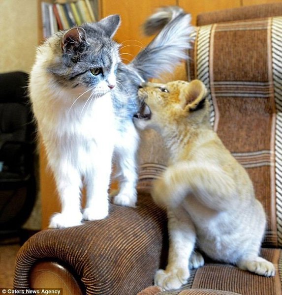 Кошка стала кормящей матерью для лигра.На этих фотографиях изображен маленький лигр, играющий со ... - 6