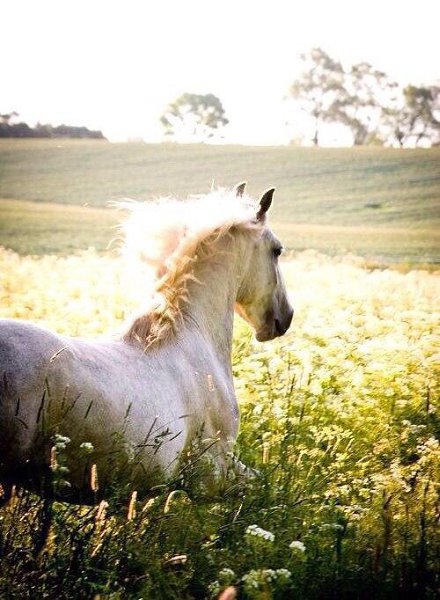 Откройте ваше сердце счастью. Впустите в вашу душу свет. И мир покажется прекрасным. Жить по- ... - 4