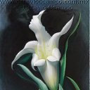 ���� �����, ������, 45 ��� - ��������� 6 ������� 2017 � ������ ������ ��������