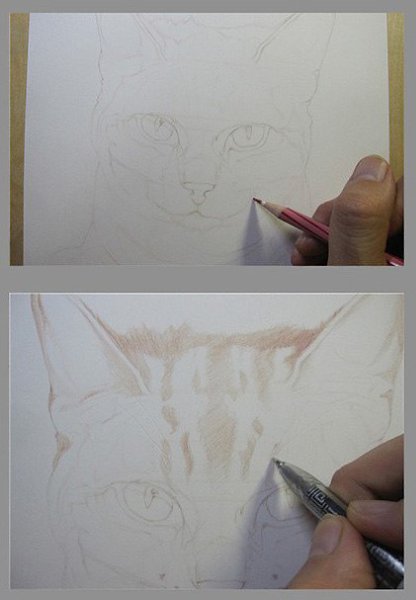 #пошаговые_уроки@ele_art_school. #графика@ele_art_school Кот цветными карандашами - 2