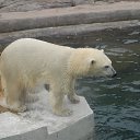 ������ ��� ������ �� ������� ������ � Zoo�