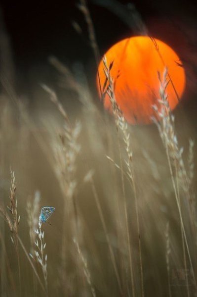     .   .    ,     ... - 2