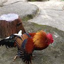 ���� ��������, ������� - ��������� 9 ������� 2016 � ������ ��������