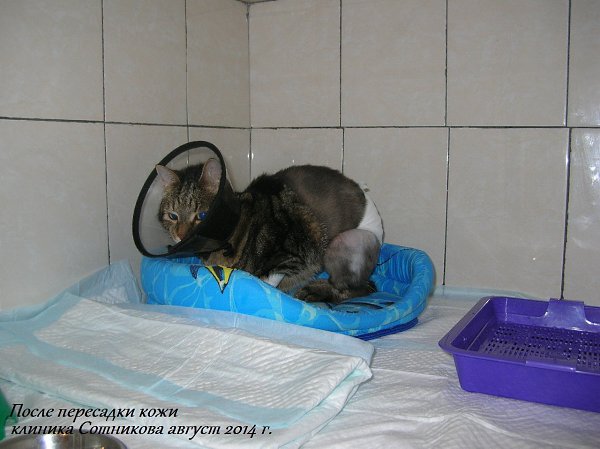 #Безкота_добро.9 ЖИЗНЕЙ КОТИКА С ПОПОЙ НА БОКУЯ хочу поделиться удивительной историей не одного ... - 5