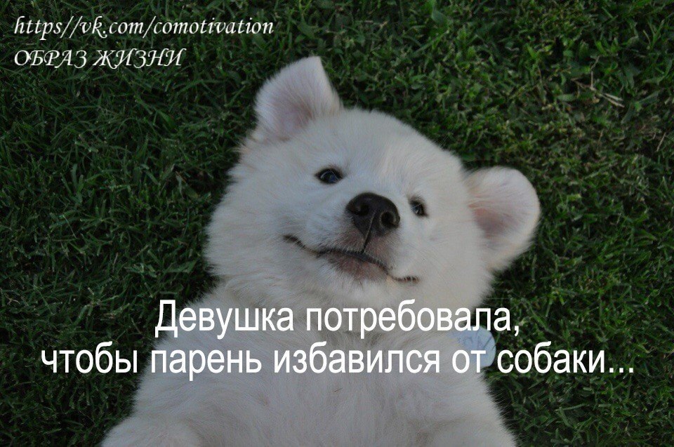 Девушка потребовала, чтобы парень избавился от собаки. И тогда он разместил это объявление. Не все ...