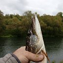 ���� �������, ������, 53 ���� - ��������� 31 ������� 2016 � ������ ���� ����������