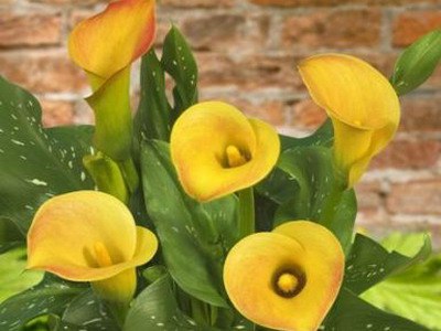  ! - 22  2016  13:02 - 5