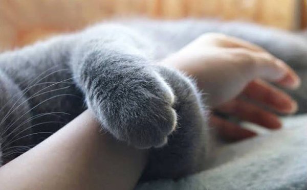 Если у вас есть кот, одиночество не так уж и страшно