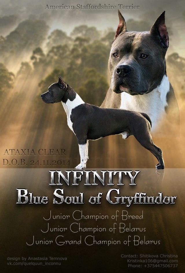 Dog Design by A. Temnova - https://fotostrana.ru/away?to=/sl/n1F:  50%    ... - 3