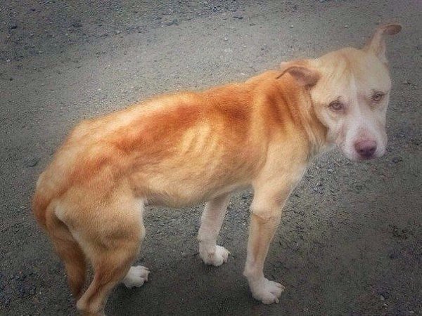 Бездомный пес боялся подходить к людям, но девушка придумала, как его спасти