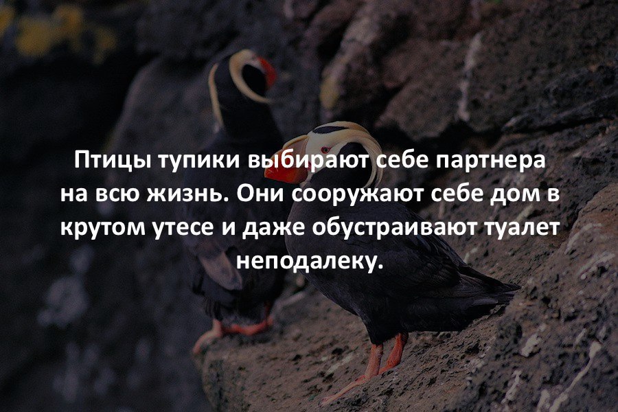 Если вам это интересно. Интересные факты. Интересные факты короткие. Интересные факты в картинках. Очень интересные факты.